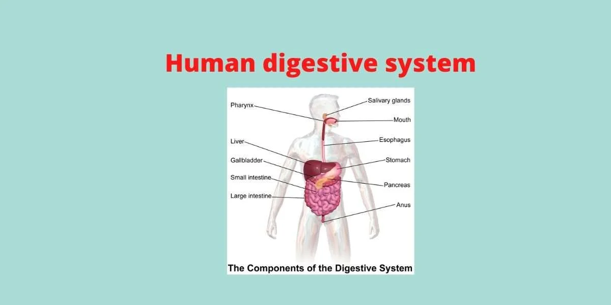 digestive system with diagram
