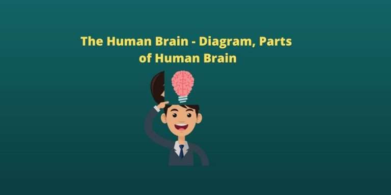 The Human Brain