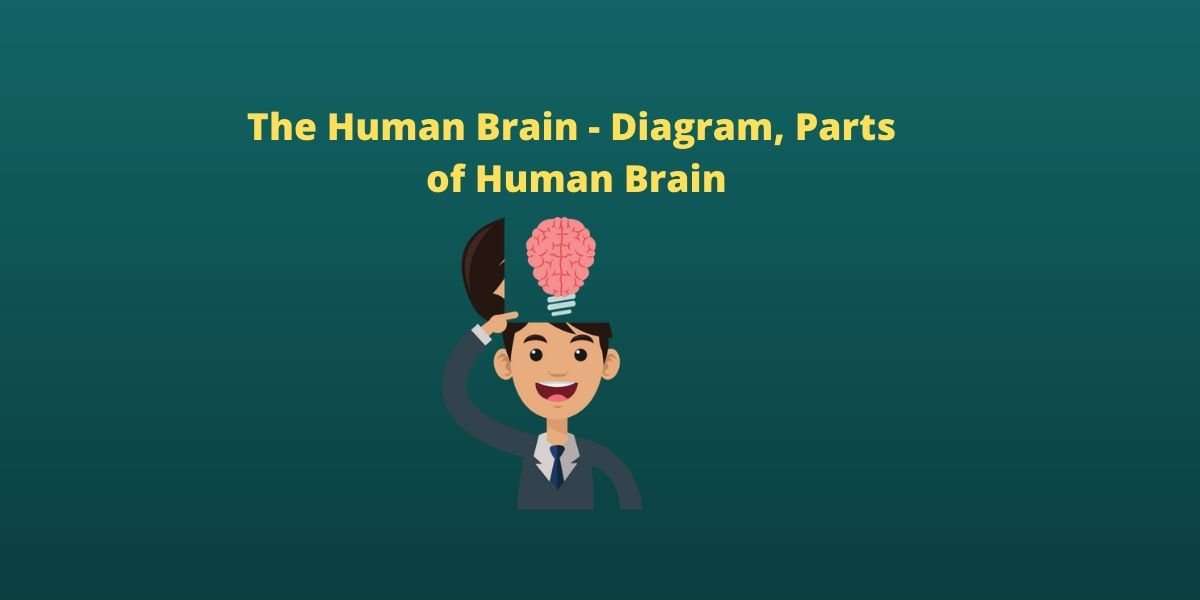 The Human Brain