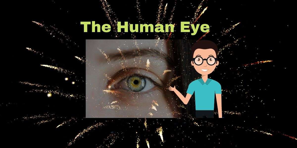 The Human Eye - Structure and Function - CBSE Digital Education