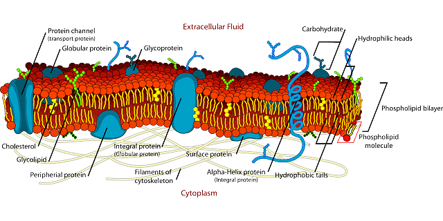 what is a cell in biology?- Structure and their Function