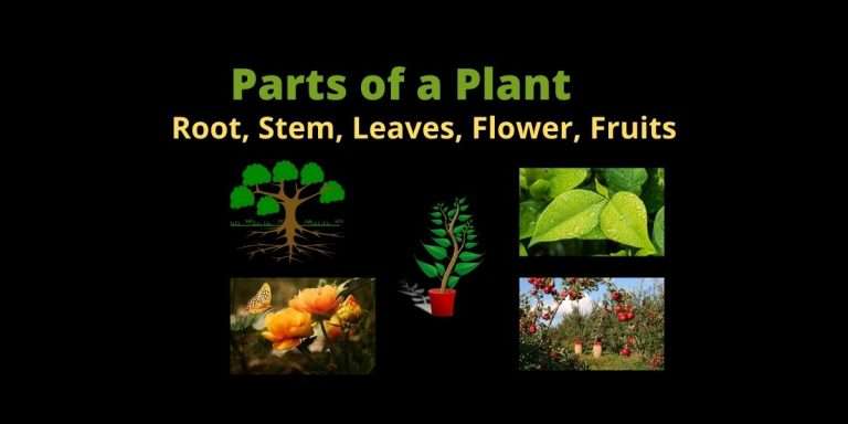 Parts of a Plant