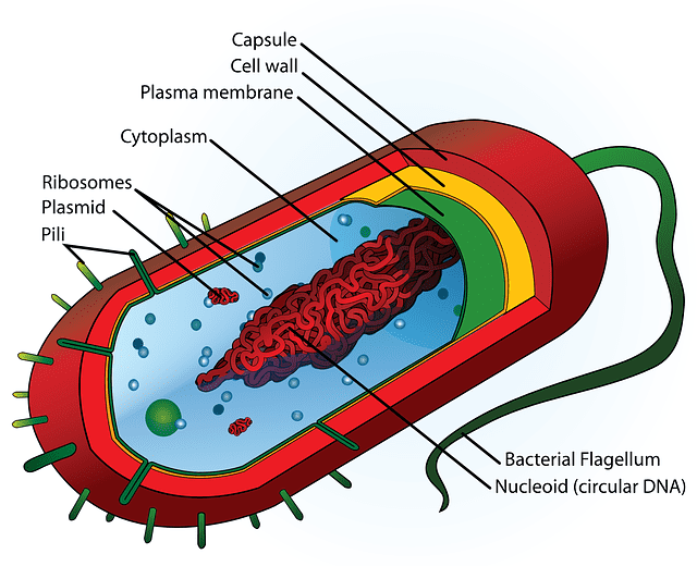 what is a cell in biology?- Structure and their Function