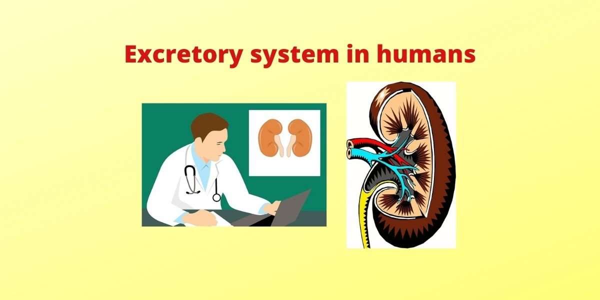 Excretory System Diagram Class 10 Easy